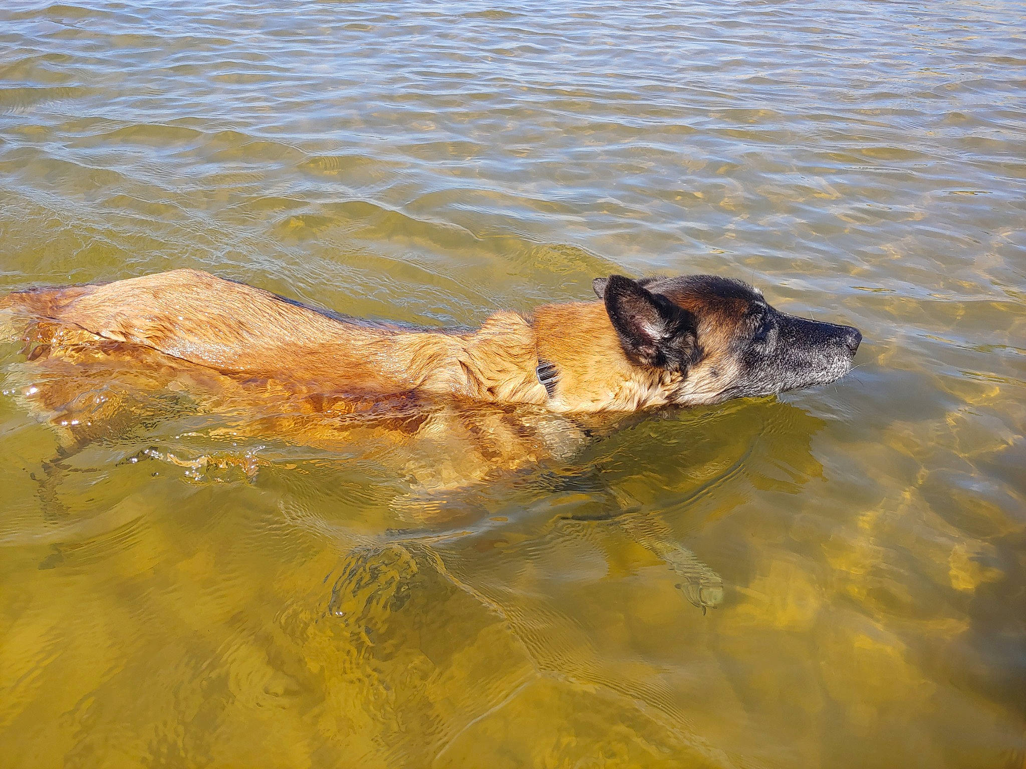 Bellian is registered to the contest to win money with this photo: body_of_water, canidae, carnivore, dog, dog_breed, fawn, guard_dog, gun_dog, herding_dog, hunting_dog, lake, ocean, sporting_group, tail, water, wildlife, working_animal, working_dog