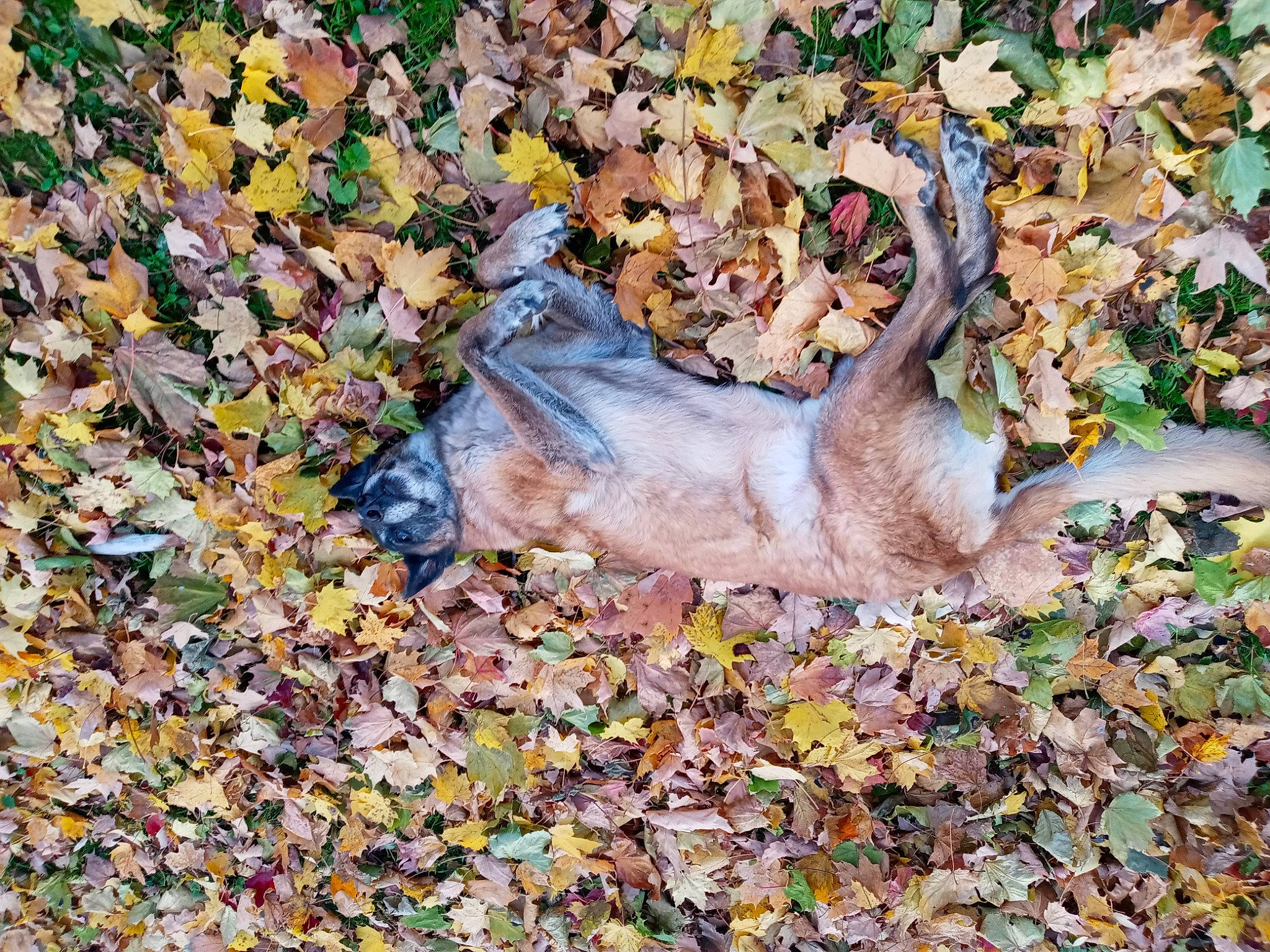 Bellian joined the competition — help win amazing prizes! autumn, deciduous, fawn, fur, grass, groundcover, natural_material, plant, soil, tail, terrestrial_animal, tree, trunk, wildlife, wood