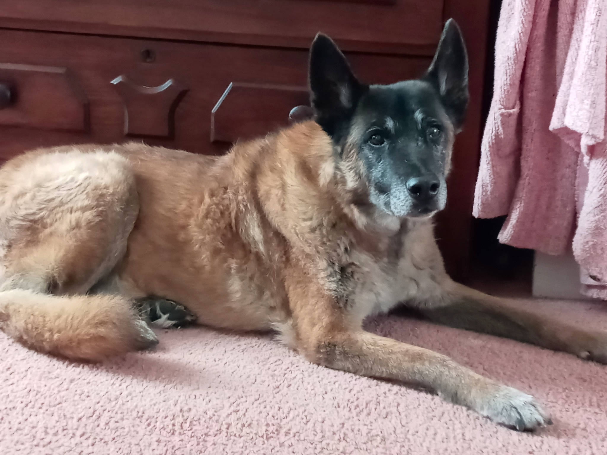 Bellian joined the competition — help win amazing prizes! ancient_dog_breeds, canidae, carnivore, companion_dog, curtain, dog, dog_breed, door, fawn, fur, paw, snout, sporting_group, street_dog, tail, terrestrial_animal, whiskers, window, working_animal, working_dog