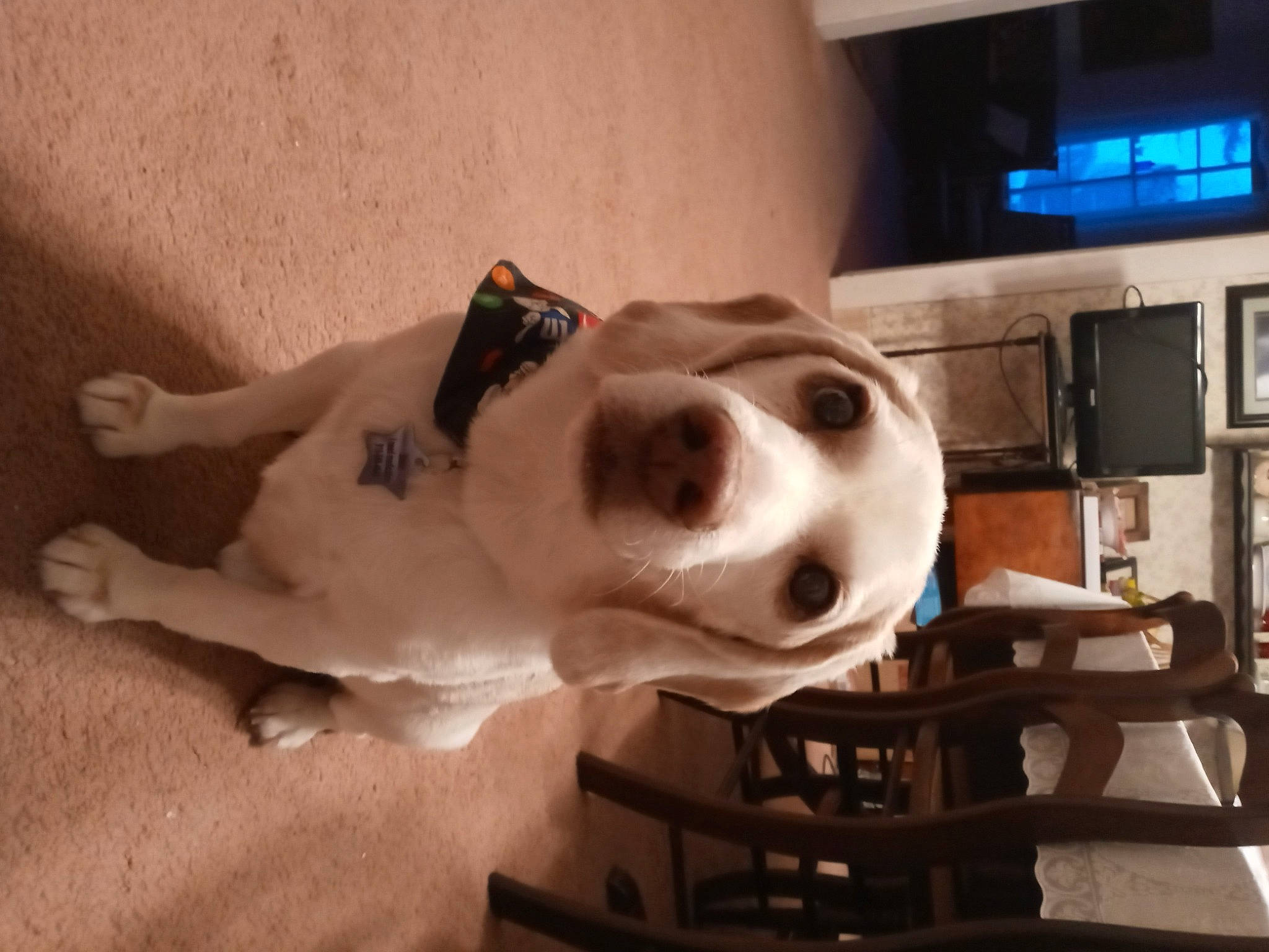 Simon joined the competition — help win amazing prizes! ball, canidae, carnivore, companion_dog, dog, dog_breed, ear, fawn, fur, home_appliance, led_backlit_lcd_display, non_sporting_group, picture_frame, shelf, snout, sporting_group, television, whiskers, wood, working_animal