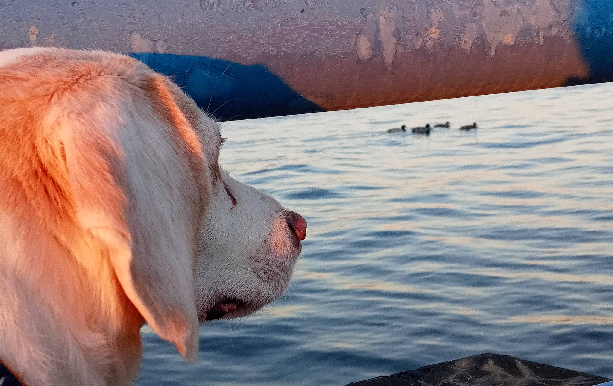 Simon is registered to the contest to win money with this photo: ball, canidae, carnivore, companion_dog, dog, dog_breed, fawn, fun, happy, horizon, lake, landscape, ocean, reflection, snout, sporting_group, water, wind_wave, working_animal, working_dog