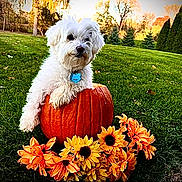 Gizmo is registered to the contest to win money with this photo: dog, white_dog, pumpkin, flowers, orange_flowers, yellow_flowers, grass, outdoor, fall, autumn, pet, cute, nature, greenery, sunset, trees, garden, seasonal, holiday, decor