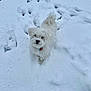 dog, snow, white_dog, paw_prints, outdoor, winter, pet, canine, fur, cold, animal, looking_up, playful, snowy_ground, small_dog, fluffy, winter_climate, nature, adorable, walking