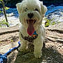 Gizmo is registered to the contest to win money with this photo: dog, white_dog, outdoor, nature, river, trees, leash, toy, happy, tongue_out, sunlight, forest, pet, animal, canine, playful, daylight, rocky_ground, adventure, cute