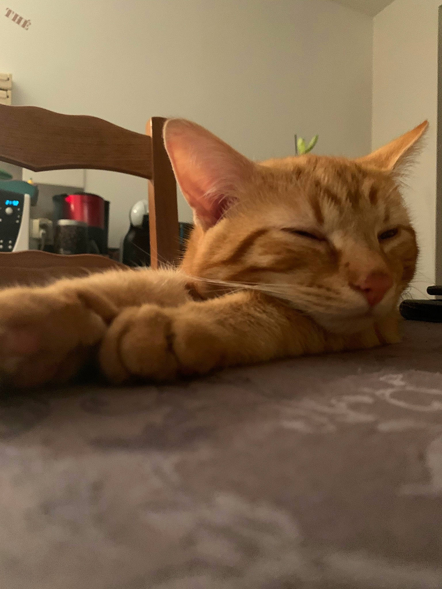 Tigrou participe au concours pour gagner de l'argent avec cette photo : aegean_cat, arabian_mau, asian, carnivore, cat, domestic_short_haired_cat, dragon_li, ear, european_shorthair, fawn, felidae, fur, kitten, mammal, ocicat, singapura, small_to_medium_sized_cats, snout, tabby_cat, whiskers