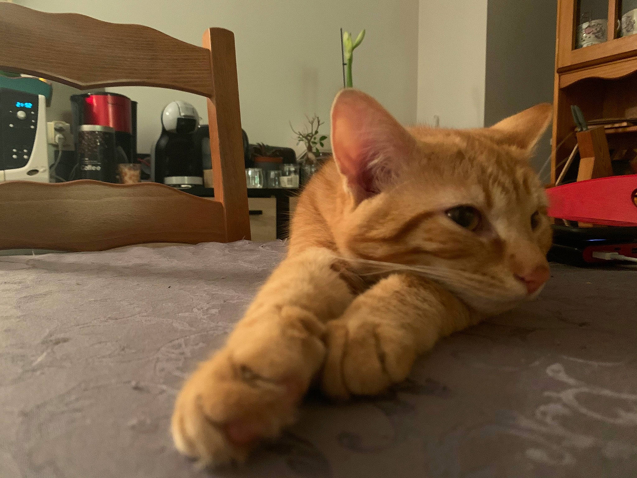 Tigrou participe au concours pour gagner de l'argent avec cette photo : aegean_cat, asian, carnivore, cat, domestic_short_haired_cat, ear, european_shorthair, eye, fawn, felidae, fur, kitten, mammal, paw, small_to_medium_sized_cats, snapshot, snout, tabby_cat, whiskers, wood