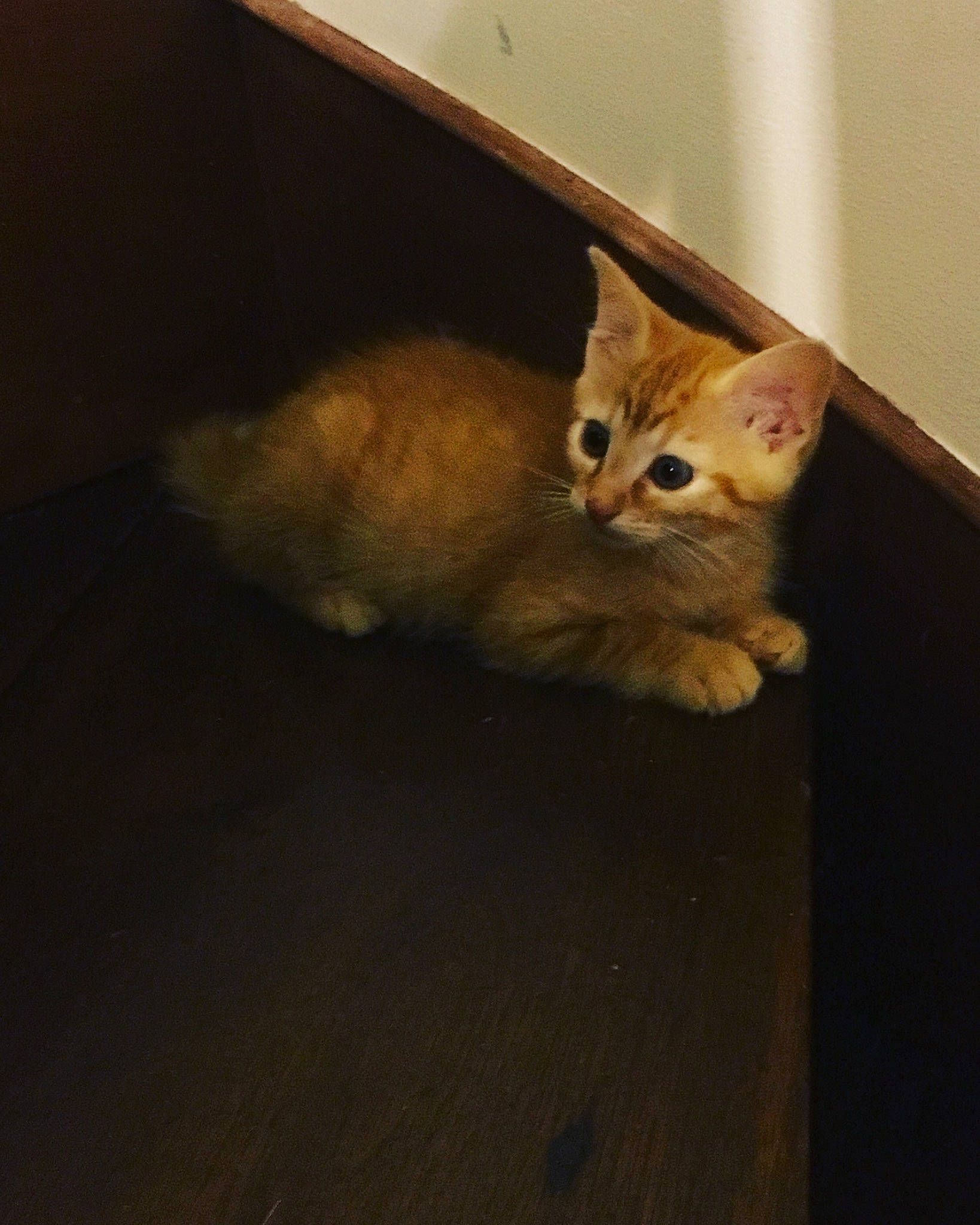 Tigrou a rejoint le concours — aidez-le/la à gagner de superbes lots ! asian, carnivore, cat, domestic_short_haired_cat, european_shorthair, eye, fawn, felidae, fur, kitten, mammal, munchkin, small_to_medium_sized_cats, tabby_cat, whiskers, wood