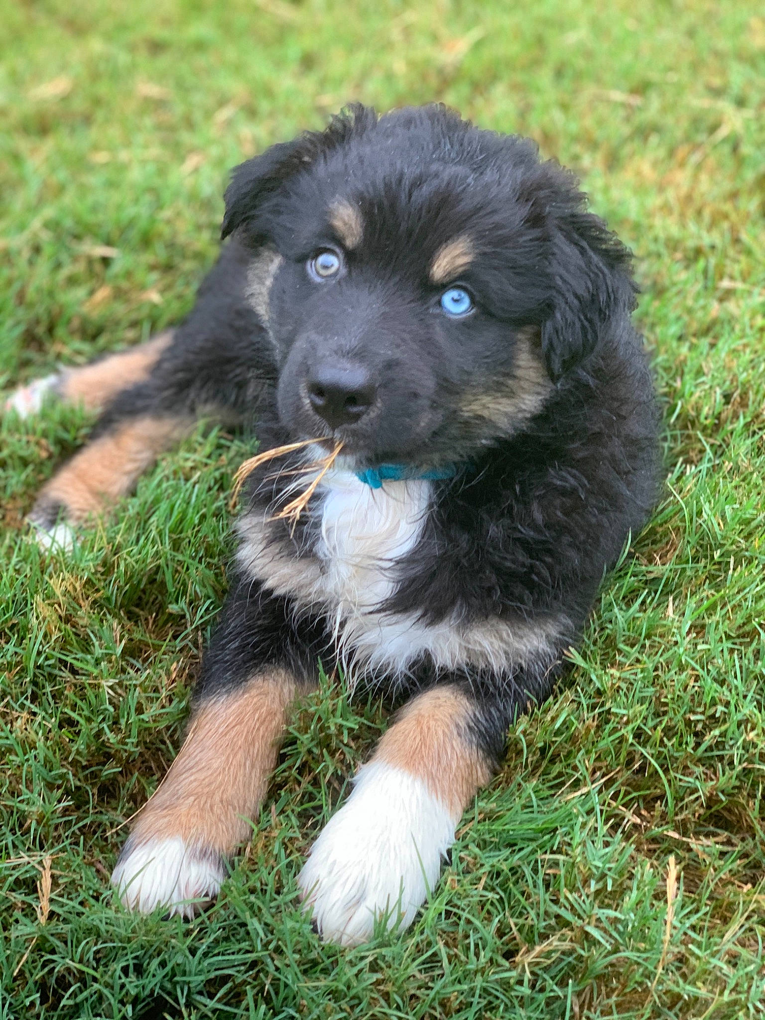 Tandy Bear joined the competition — help win amazing prizes! australian_collie, canidae, carnivore, companion_dog, dog, dog_breed, english_shepherd, grass, hovawart, mammal, puppy, rare_breed_dog, sporting_group, vertebrate