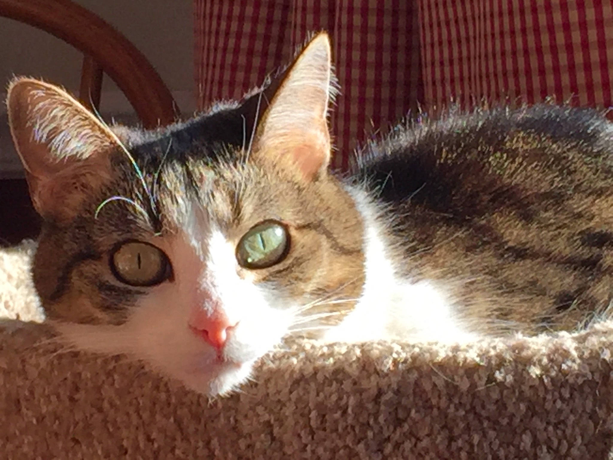 Mia is registered to the contest to win money with this photo: carnivore, cat, cat_furniture, cat_supply, domestic_short_haired_cat, eye, felidae, fur, head, iris, paw, small_to_medium_sized_cats, snout, tail, tree, whiskers, wildlife, window