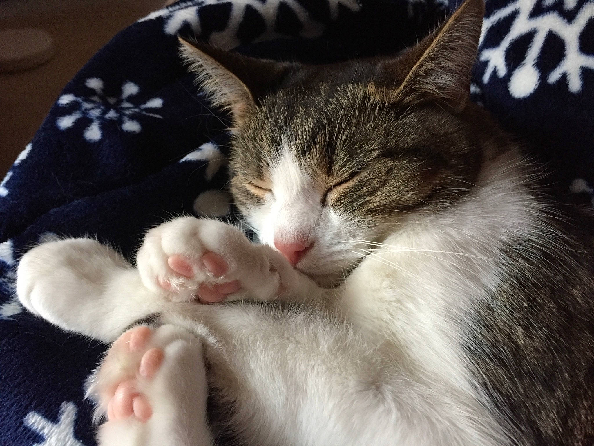 Mia joined the competition — help win amazing prizes! carmine, carnivore, cat, cat_supply, claw, comfort, domestic_short_haired_cat, felidae, foot, fur, lap, linens, nap, paw, plant, small_to_medium_sized_cats, snout, tail, tree, whiskers