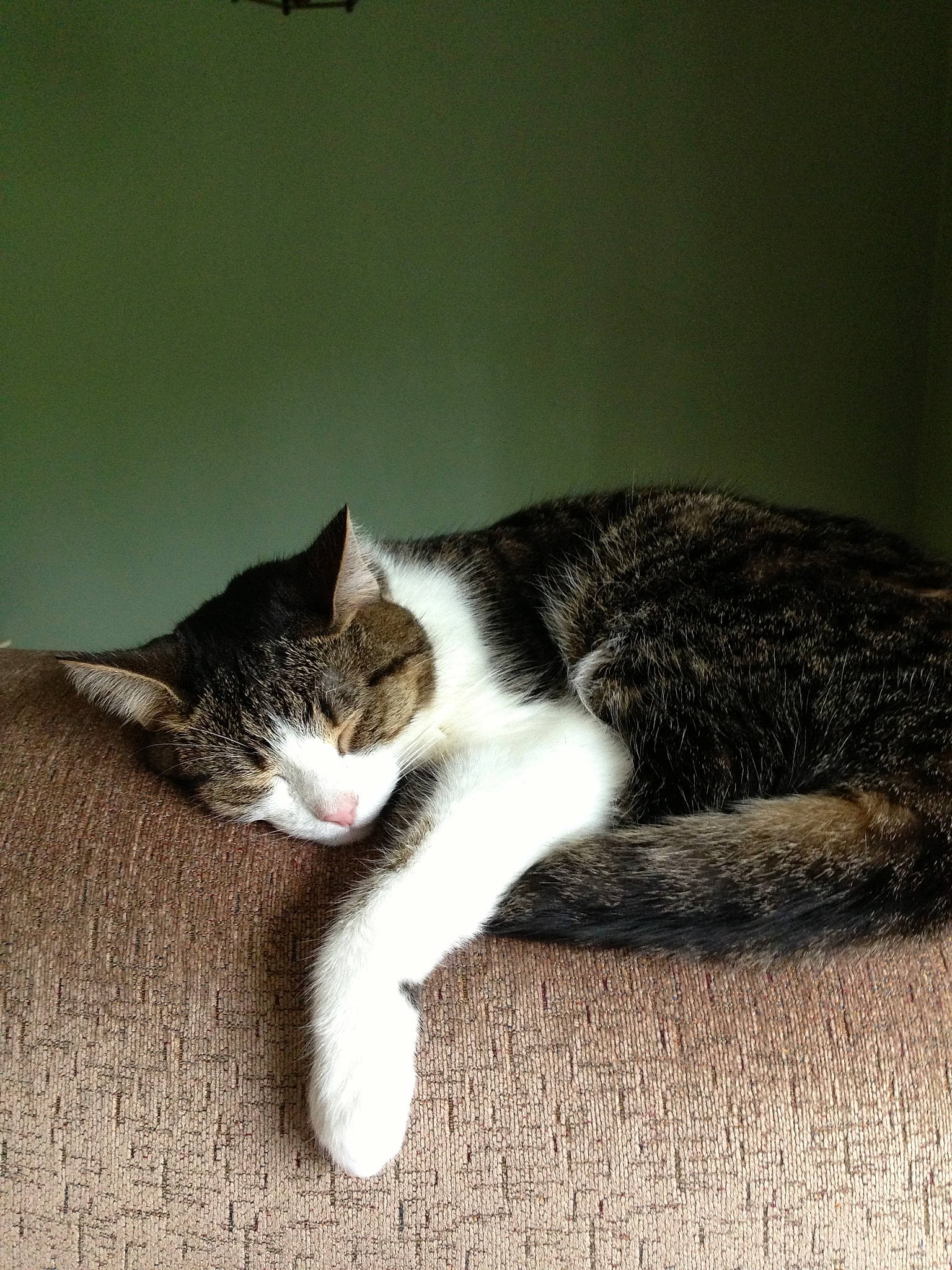 Mia is registered to the contest to win money with this photo: carnivore, cat, claw, comfort, domestic_short_haired_cat, felidae, fur, monochrome_photography, paw, sitting, small_to_medium_sized_cats, snout, tail, terrestrial_animal, whiskers, wood