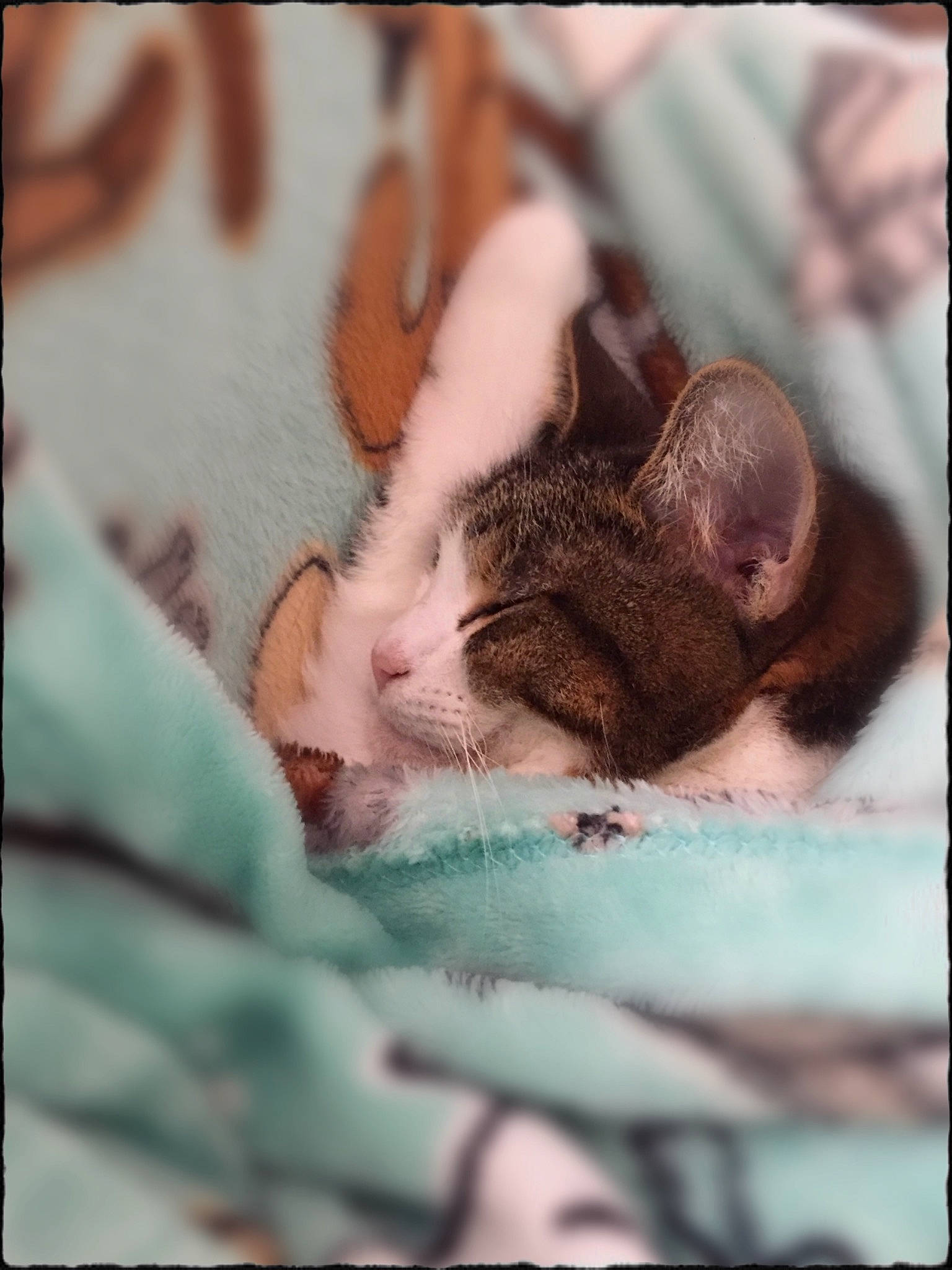 Mia is registered to the contest to win money with this photo: adaptation, beauty, carnivore, cat, claw, comfort, domestic_short_haired_cat, eyelash, fawn, felidae, fur, linens, organism, paw, photo_caption, rectangle, small_to_medium_sized_cats, tail, terrestrial_animal, whiskers