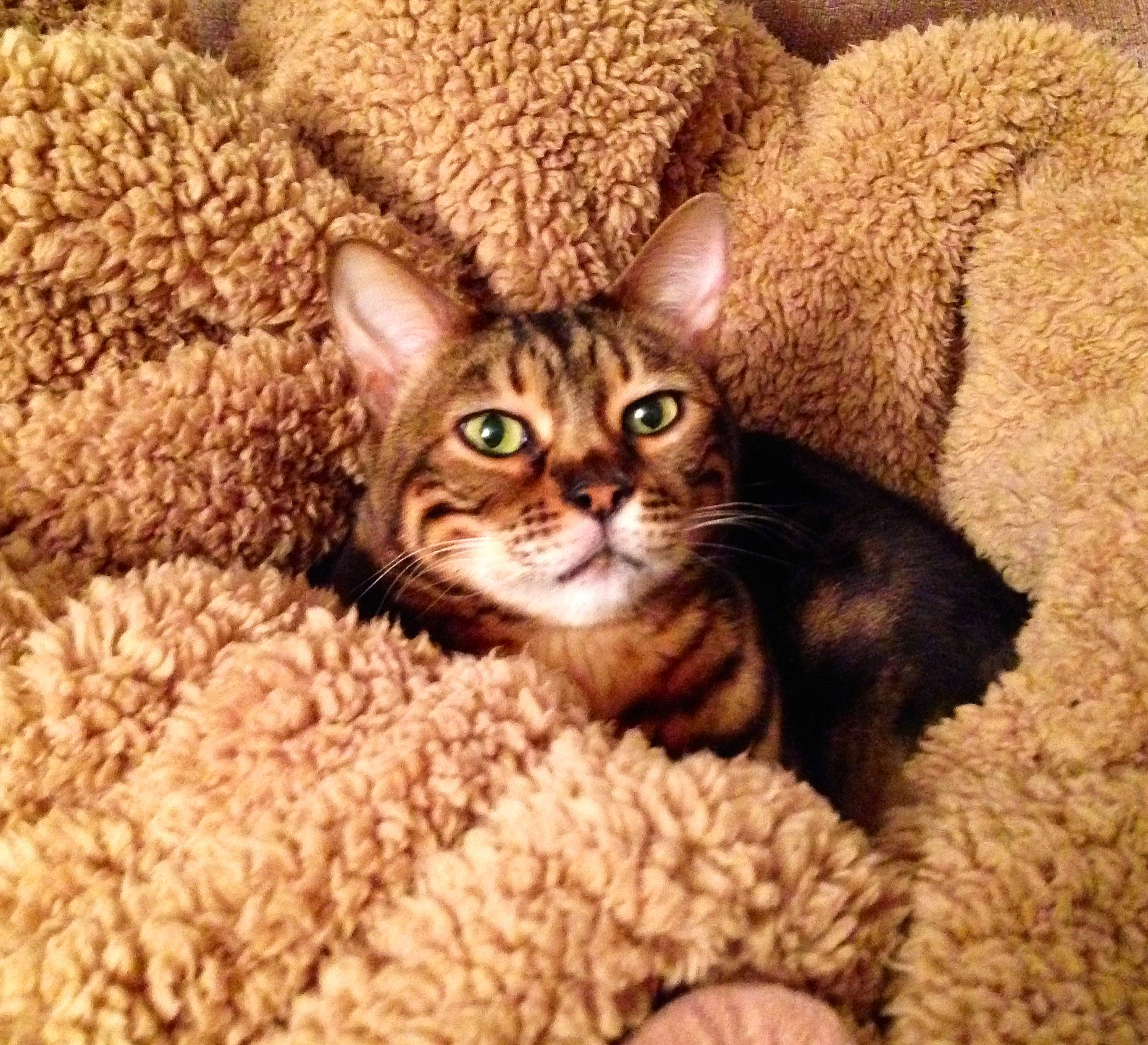 Marbles joined the competition — help win amazing prizes! basket, carnivore, cat, cat_supply, comfort, domestic_short_haired_cat, fawn, felidae, fur, knitting, pattern, paw, small_to_medium_sized_cats, snout, terrestrial_animal, whiskers, wildlife