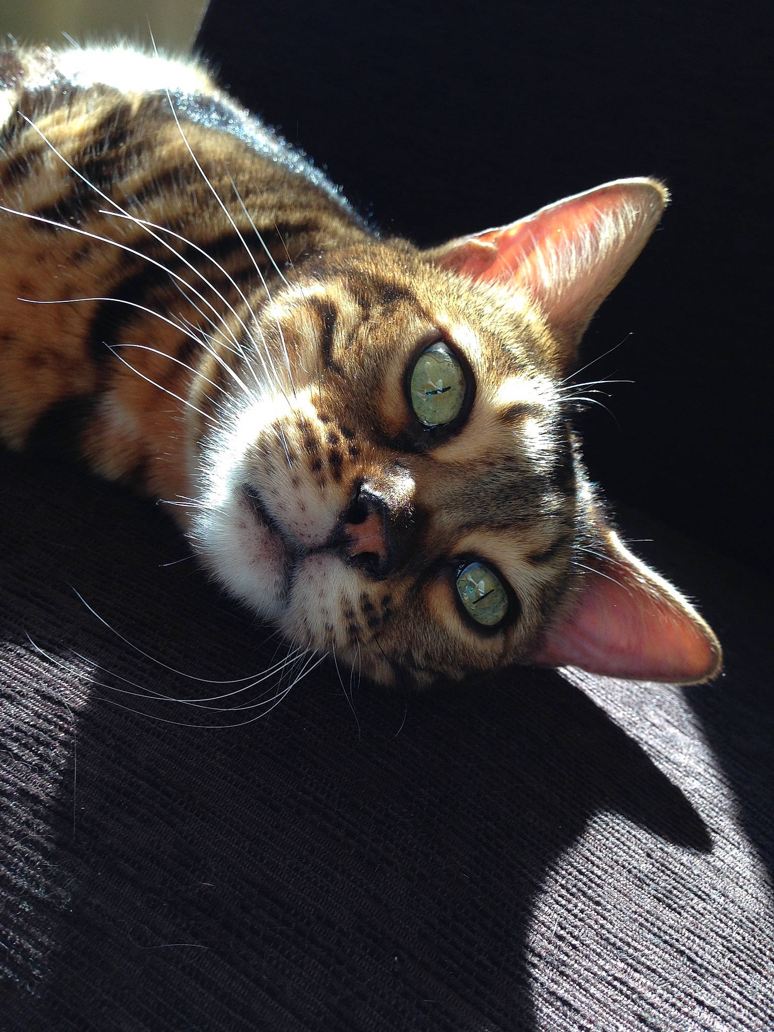 Marbles joined the competition — help win amazing prizes! carnivore, cat, claw, darkness, domestic_short_haired_cat, ear, fawn, felidae, fur, human_body, macro_photography, paw, small_to_medium_sized_cats, snout, terrestrial_animal, whiskers, wildlife