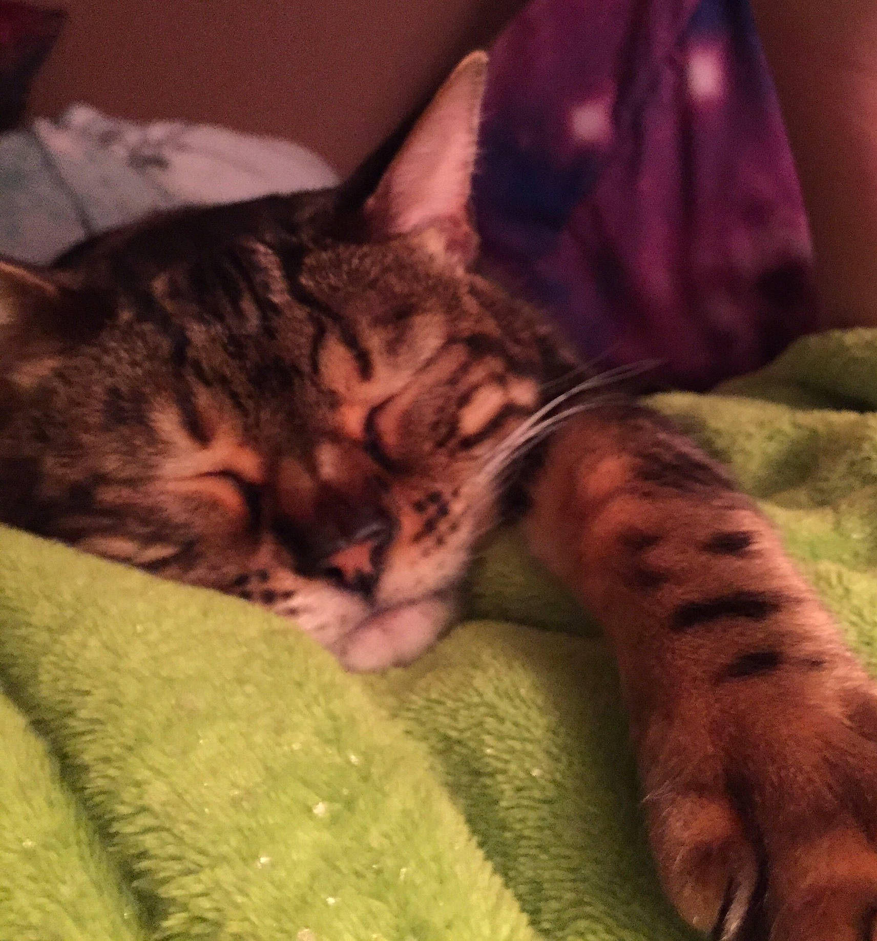 Marbles joined the competition — help win amazing prizes! carmine, carnivore, cat, claw, close_up, comfort, domestic_short_haired_cat, felidae, fur, linens, mammal, nap, paw, sleep, small_to_medium_sized_cats, snout, terrestrial_animal, textile, vertebrate, whiskers