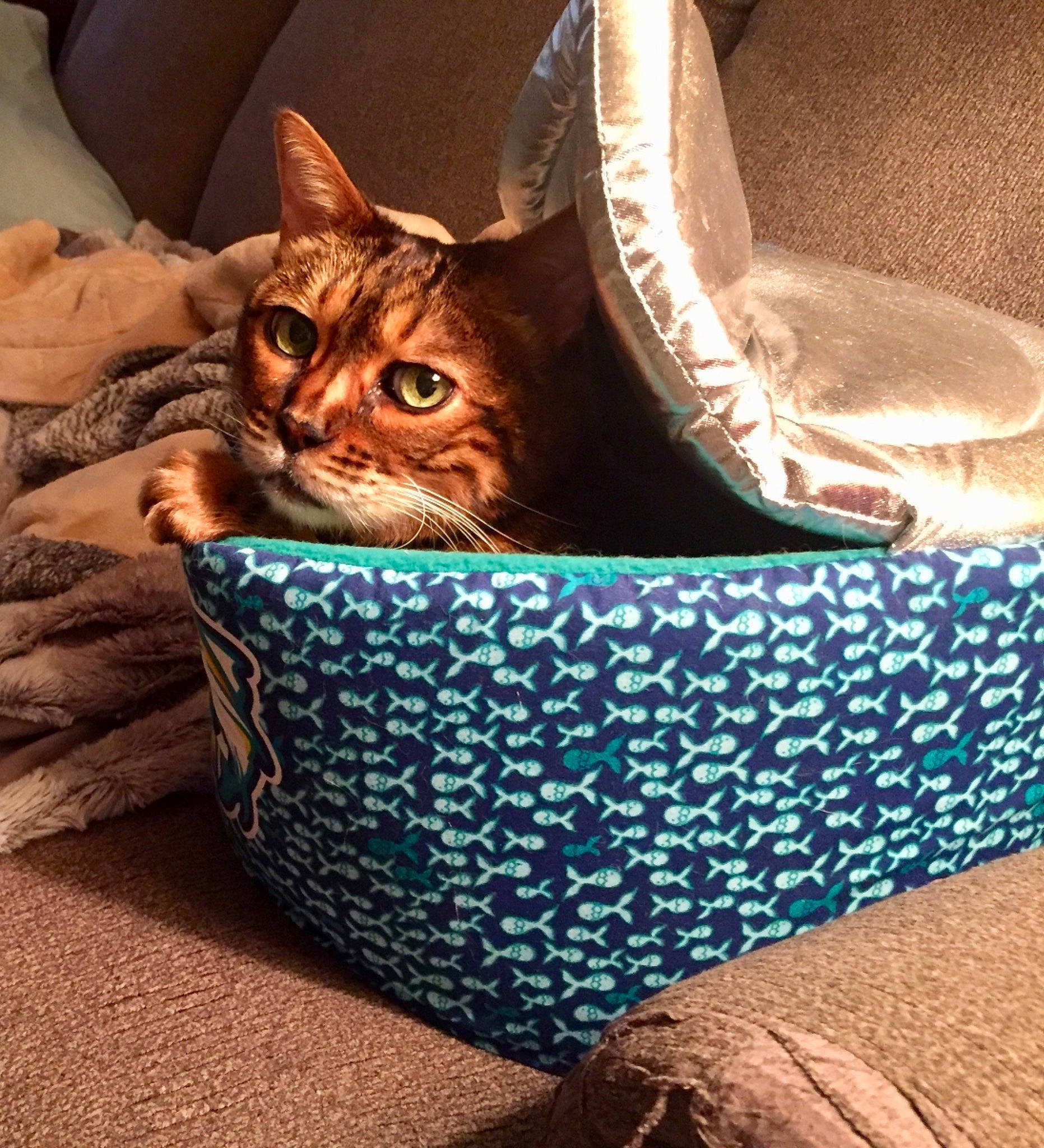 Marbles joined the competition — help win amazing prizes! bag, basket, carnivore, cat, cat_supply, comfort, cup, dishware, drinkware, fawn, felidae, pet_supply, plumbing_fixture, porcelain, pottery, serveware, small_to_medium_sized_cats, storage_basket, textile, whiskers