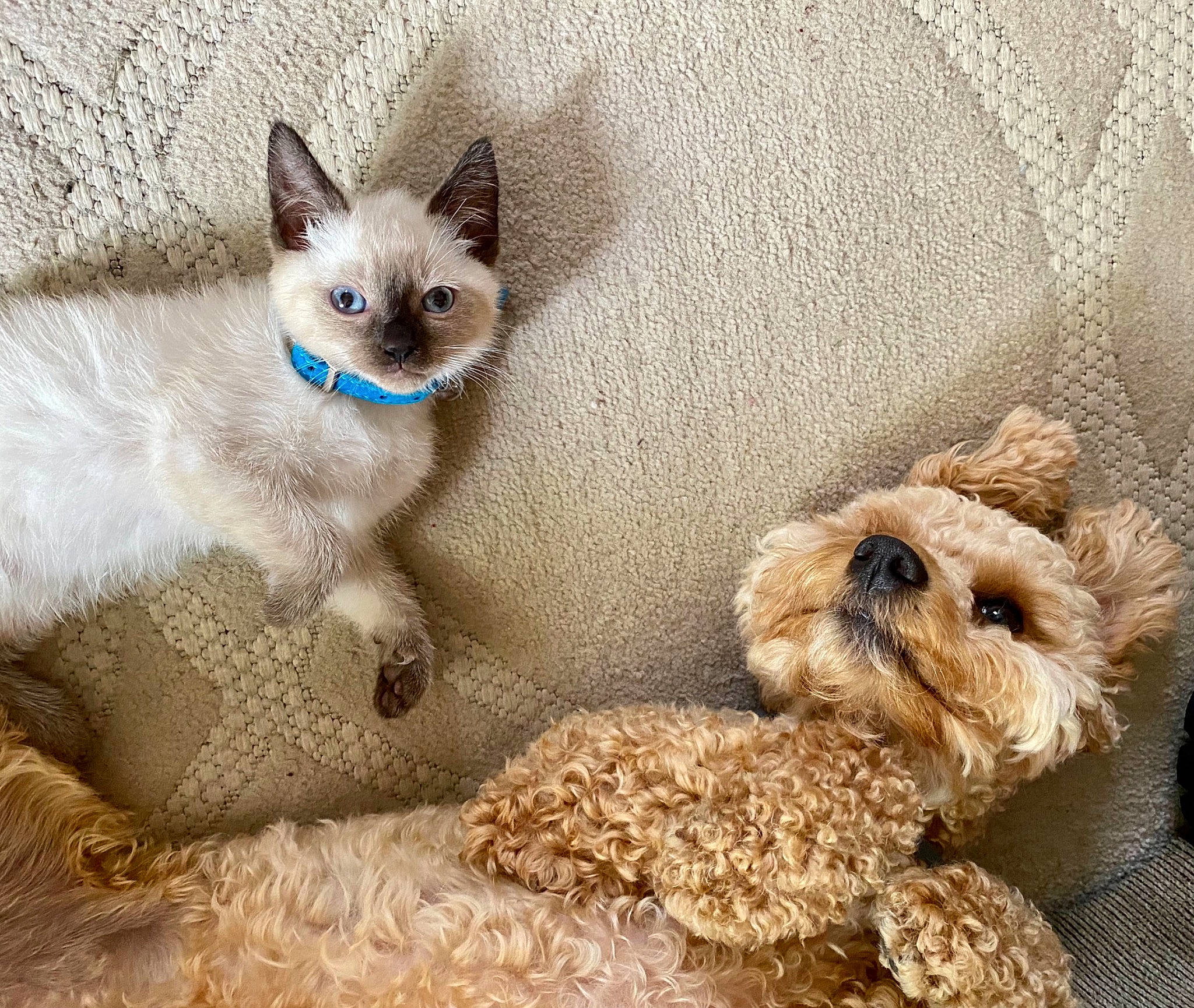 Magnolia Mae joined the competition — help win amazing prizes! art, carnivore, cat, cat_supply, comfort, companion_dog, fawn, felidae, fur, paw, pet_supply, russian_blue, siamese, small_to_medium_sized_cats, snout, stuffed_toy, tail, teddy_bear, toy, whiskers