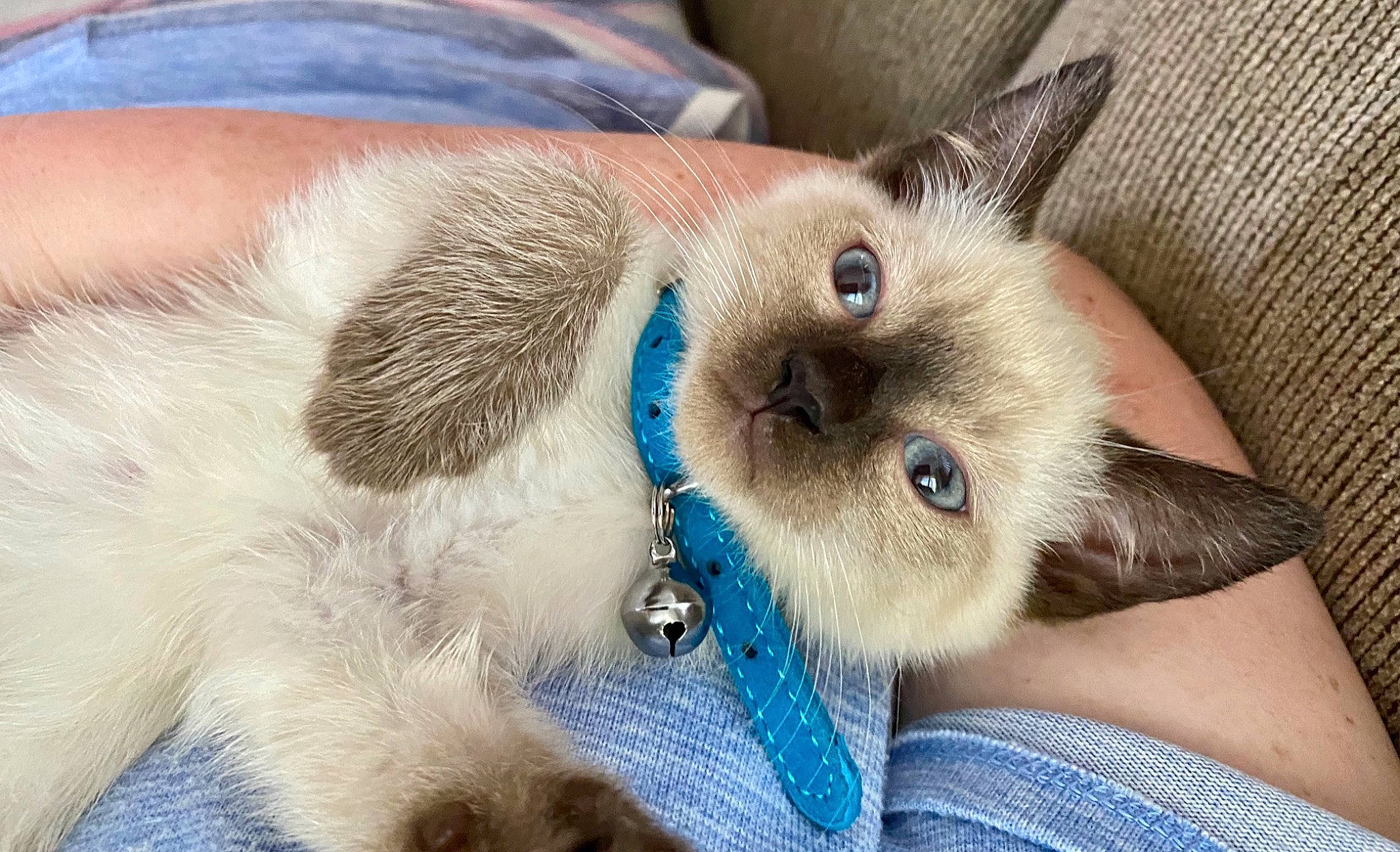 Magnolia Mae is registered to the contest to win money with this photo: balinese, birman, blue, carnivore, cat, domestic_short_haired_cat, ear, electric_blue, eyelash, fawn, felidae, fur, paw, siamese, small_to_medium_sized_cats, snout, thai, whiskers, working_animal
