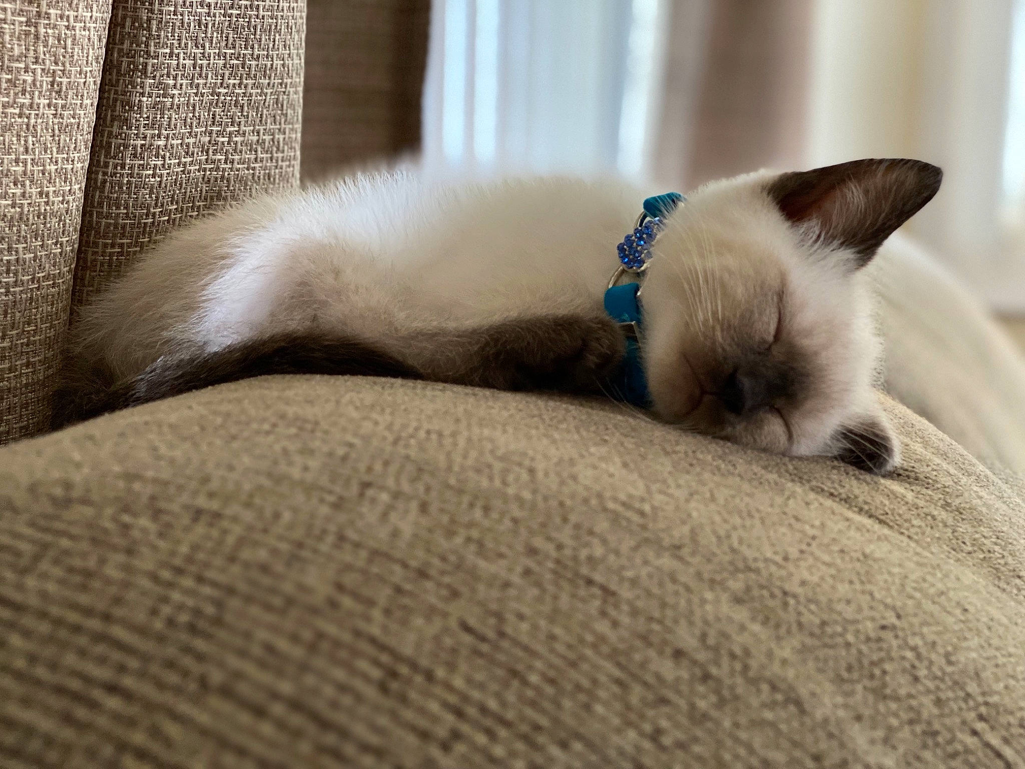Magnolia Mae joined the competition — help win amazing prizes! birman, carnivore, cat, claw, comfort, domestic_short_haired_cat, fawn, felidae, fur, linens, nap, paw, siamese, sleep, small_to_medium_sized_cats, snout, tail, terrestrial_animal, thai, whiskers