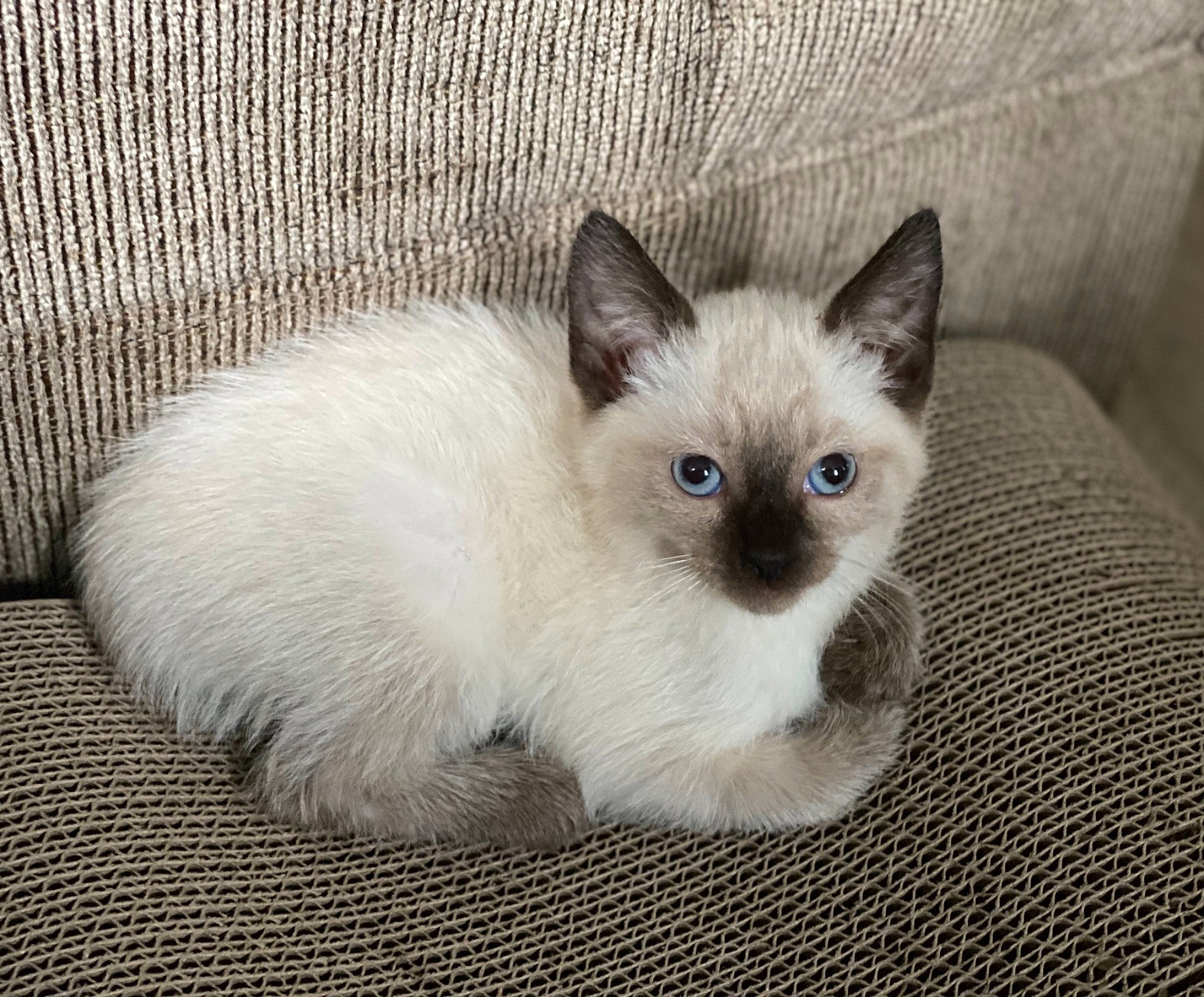 Magnolia Mae joined the competition — help win amazing prizes! balinese, birman, carnivore, cat, domestic_short_haired_cat, fawn, felidae, fur, iris, ragdoll, siamese, small_to_medium_sized_cats, snout, tail, terrestrial_animal, whiskers