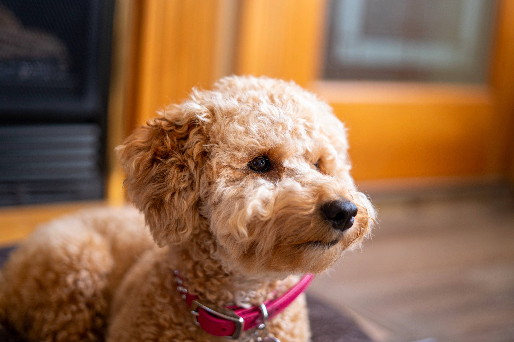 Butterscotch is registered to the contest to win money with this photo: canidae, carnivore, companion_dog, couch, dog, dog_breed, dog_collar, fawn, fur, glasses, labradoodle, picture_frame, poodle, snout, sporting_group, terrier, toy_dog, water_dog, wood, working_animal