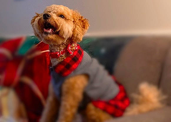 Butterscotch is registered to the contest to win money with this photo: carnivore, collar, comfort, companion_dog, couch, dog, dog_breed, dog_clothes, dog_collar, dog_supply, leash, liver, pet_supply, plaid, tartan, terrier, toy, toy_dog, water_dog, working_animal