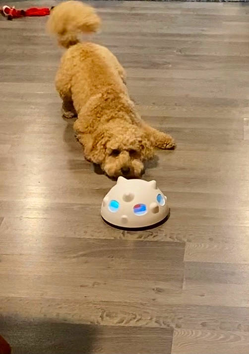 Butterscotch joined the competition — help win amazing prizes! ball, carnivore, companion_dog, dog, dog_breed, dog_toy, floor, flooring, football, fur, hardwood, labradoodle, poodle, sports_equipment, stuffed_toy, tennis_ball, toy, toy_dog, wood, working_animal