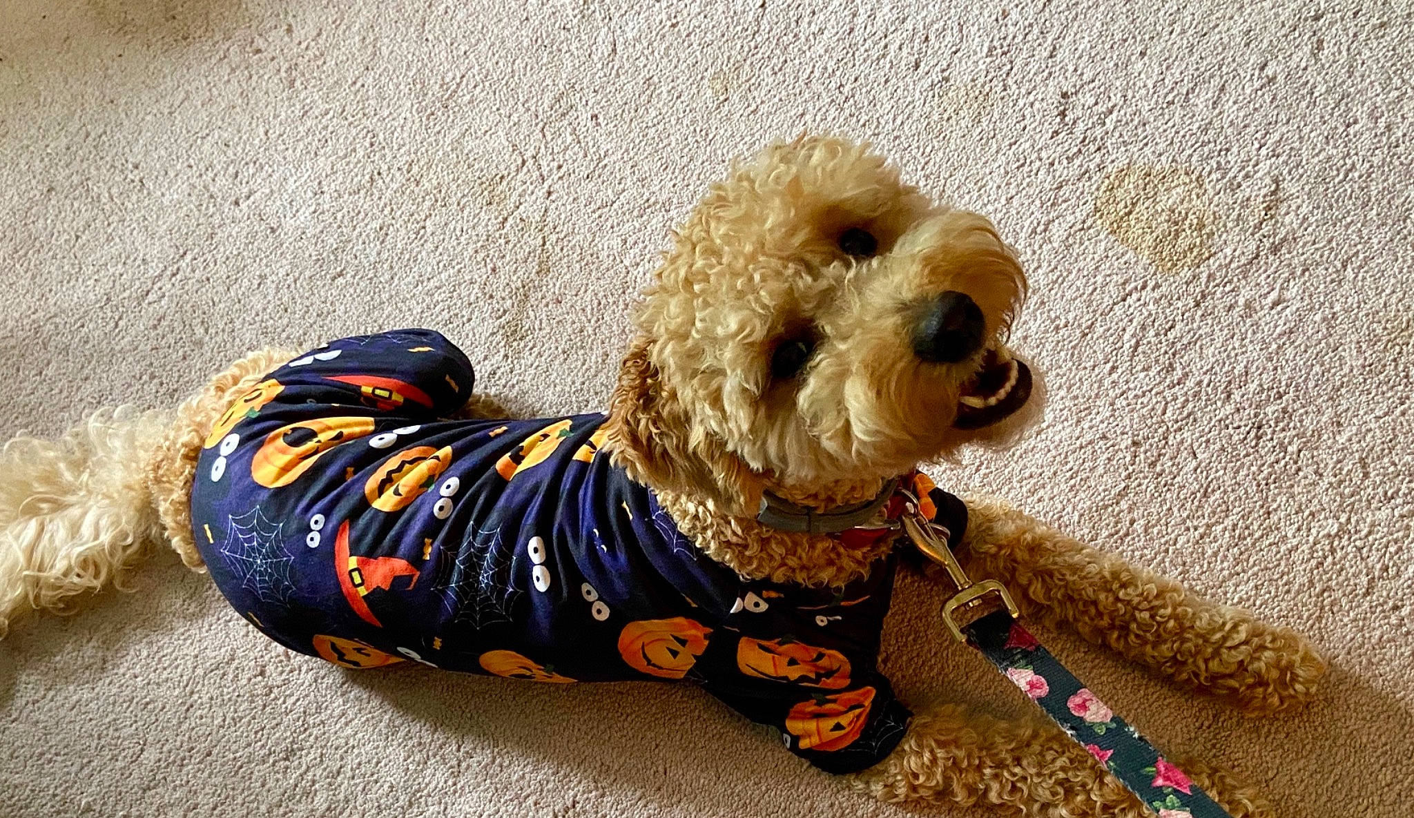 Butterscotch is registered to the contest to win money with this photo: carnivore, collar, companion_dog, dog, dog_breed, dog_clothes, dog_collar, dog_supply, eyewear, fawn, glasses, goggles, pet_supply, snout, sporting_group, stuffed_toy, sunglasses, toy, toy_dog, working_animal