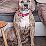 Perle participe au concours pour gagner de l'argent avec cette photo : dog, pet, indoor, carpet, collar, furniture, couch, blanket, brown, white, sitting, alert, canine, domestic_animal, fur, mammal, animal, companion, household, relaxed