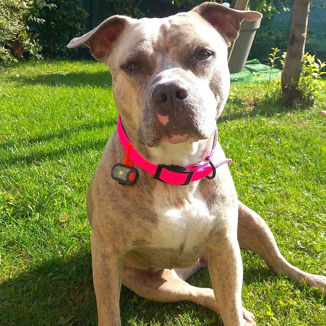 Perle a rejoint le concours — aidez-le/la à gagner de superbes lots ! animal, canine, collar, daytime, dog, domestic_animal, ears, fur, garden, grass, greenery, leisure, mammal, nature, outdoor, paw, pet, sitting, summer, sunlight