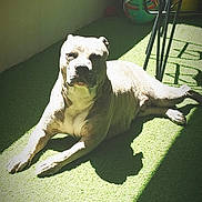 Perle participe au concours pour gagner de l'argent avec cette photo : dog, animal, pet, indoor, sunlight, shadow, carpet, chair, ball, relaxing, resting, furniture, bright, light, floor, domestic, canine, home, laying, daylight