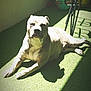 dog, animal, pet, indoor, sunlight, shadow, carpet, chair, ball, relaxing, resting, furniture, bright, light, floor, domestic, canine, home, laying, daylight