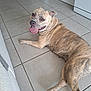 Perle participe au concours pour gagner de l'argent avec cette photo : dog, brindle, canine, tongue_out, happy, pet, indoor, kitchen, tile_floor, floor, appliance, cabinet, animal, laying_down, looking_back, domestic, mammal, friendly, household, cute