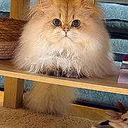 Ezra participe au concours pour gagner de l'argent avec cette photo : animal, carpet, cat, close_up, cozy, cute, domestic, eyes, feline, fluffy, fur, home, indoor, paws, pet, sitting, tail, whiskers, wide_eyes, wooden_shelf