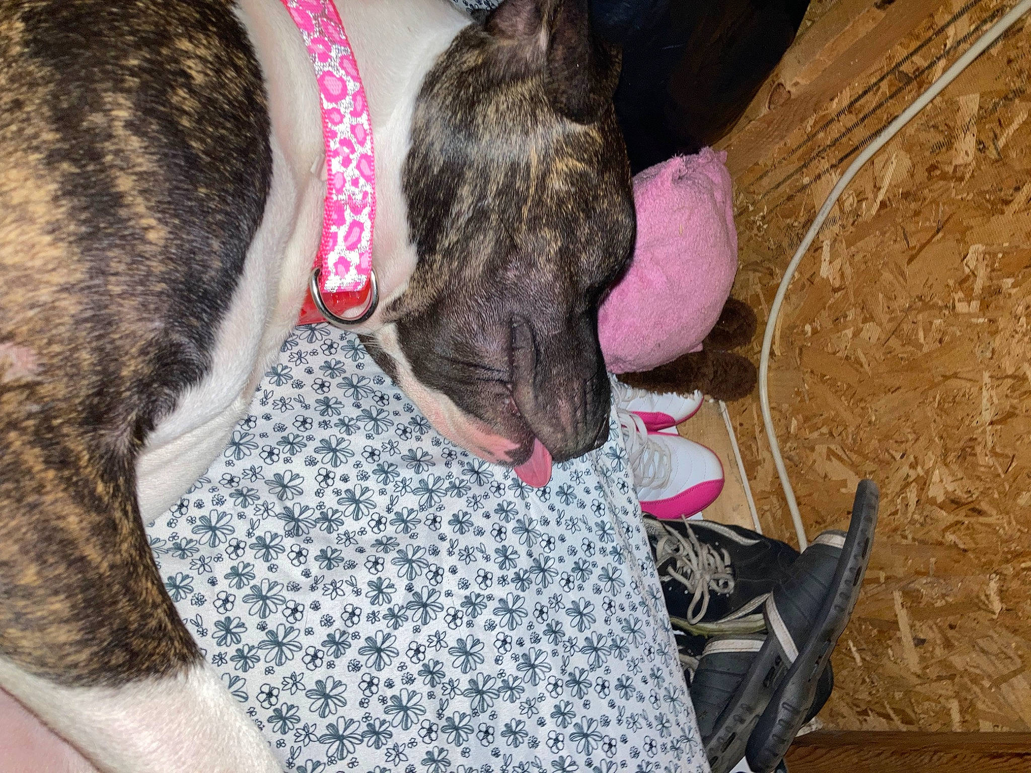 Diamond joined the competition — help win amazing prizes! canidae, carnivore, cimarron_uruguayo, collar, comfort, companion_dog, dog, dog_breed, fawn, felidae, fur, human_leg, liver, mammal, snout, soil, sporting_group, tail, whiskers, working_animal