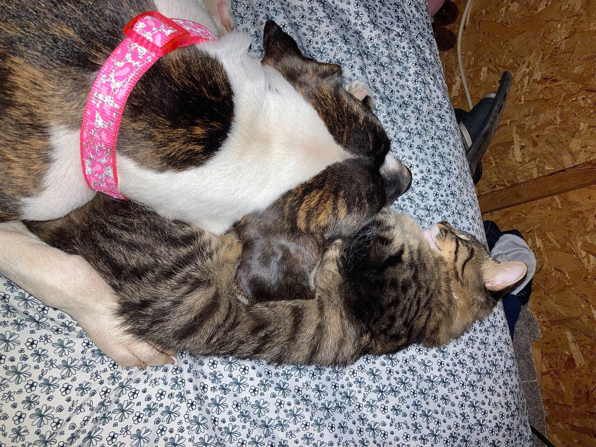 Diamond joined the competition — help win amazing prizes! carnivore, cat, claw, comfort, dog_breed, domestic_short_haired_cat, fawn, felidae, foot, fur, human_leg, nap, paw, small_to_medium_sized_cats, snout, tail, terrestrial_animal, tree, whiskers, wood