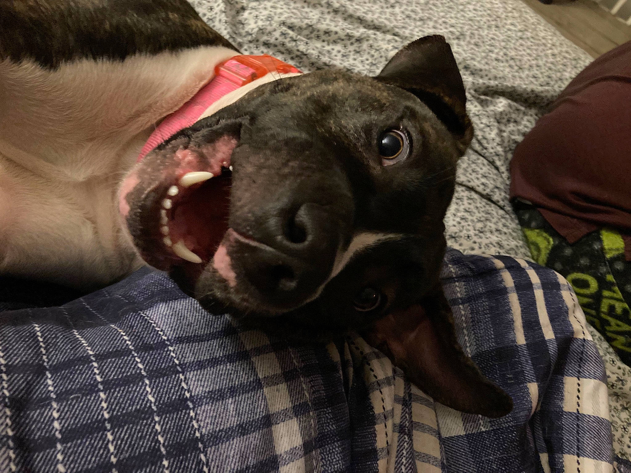 Diamond is registered to the contest to win money with this photo: canidae, carnivore, collar, comfort, companion_dog, dog, dog_breed, dog_collar, ear, fawn, fur, jaw, pattern, plaid, selfie, snout, sporting_group, tartan, whiskers, working_animal