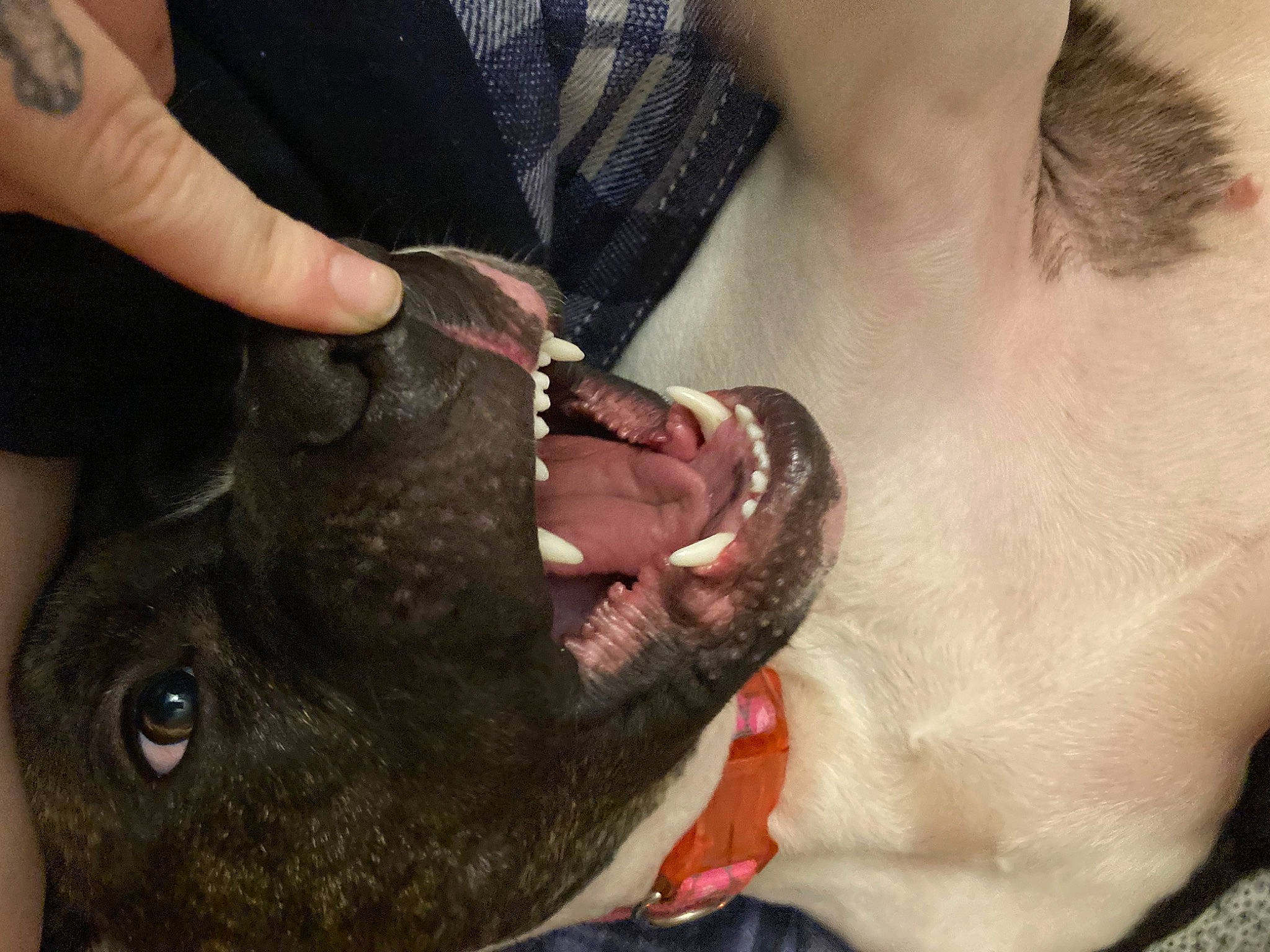 Diamond joined the competition — help win amazing prizes! beard, carnivore, collar, companion_dog, dog, dog_breed, ear, eyelash, fawn, gesture, jaw, liver, nail, snout, sporting_group, throat, tooth, whiskers, working_animal, wrinkle