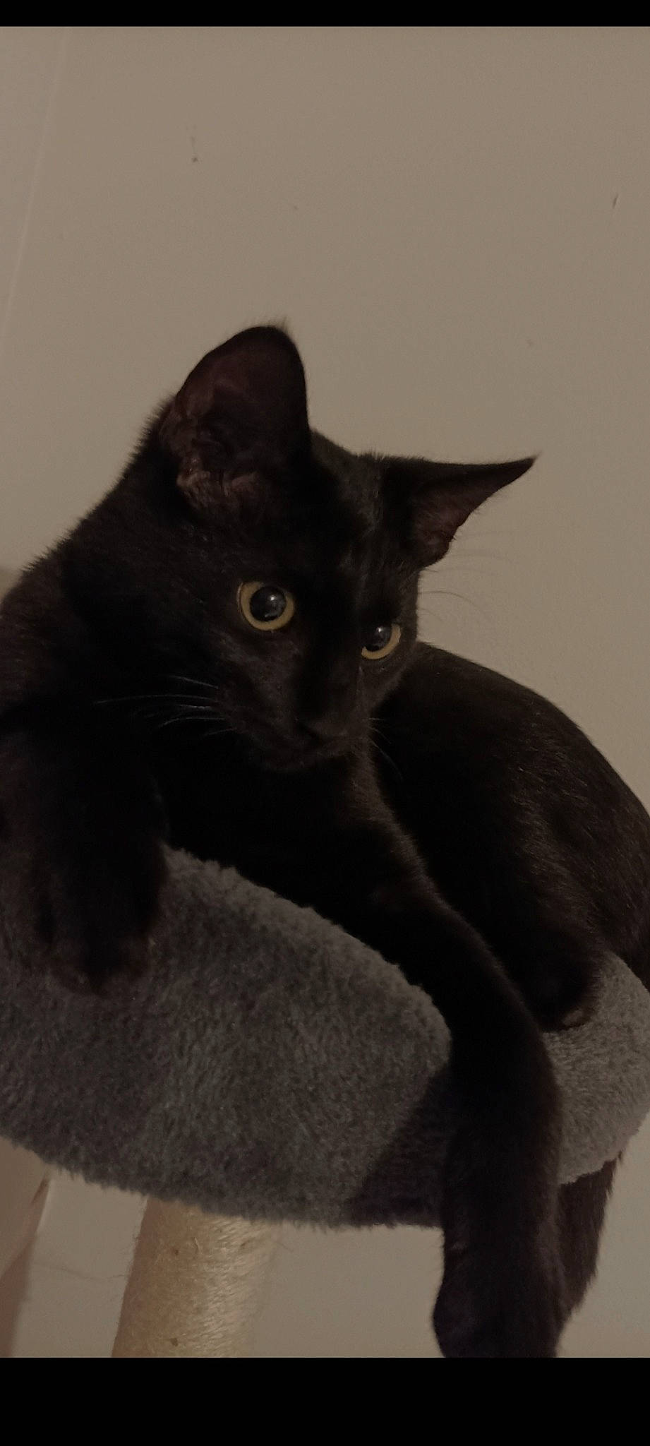 Noiro a rejoint le concours — aidez-le/la à gagner de superbes lots ! black_cat, carnivore, cat, domestic_short_haired_cat, felidae, fur, grey, havana_brown, small_to_medium_sized_cats, snout, whiskers