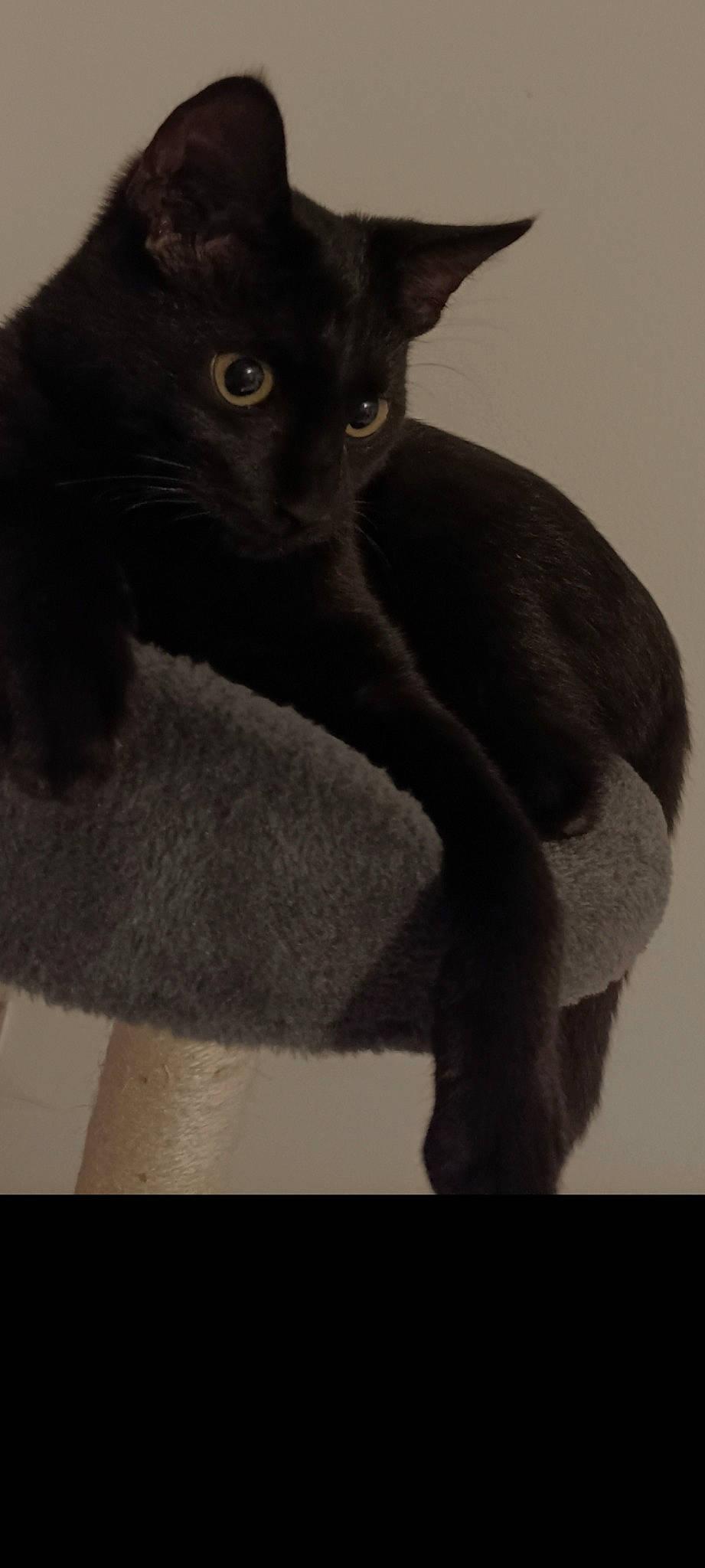 Noiro a rejoint le concours — aidez-le/la à gagner de superbes lots ! black_cat, bombay, carnivore, cat, comfort, domestic_short_haired_cat, felidae, fur, havana_brown, monochrome_photography, small_to_medium_sized_cats, snout, tail, terrestrial_animal, whiskers