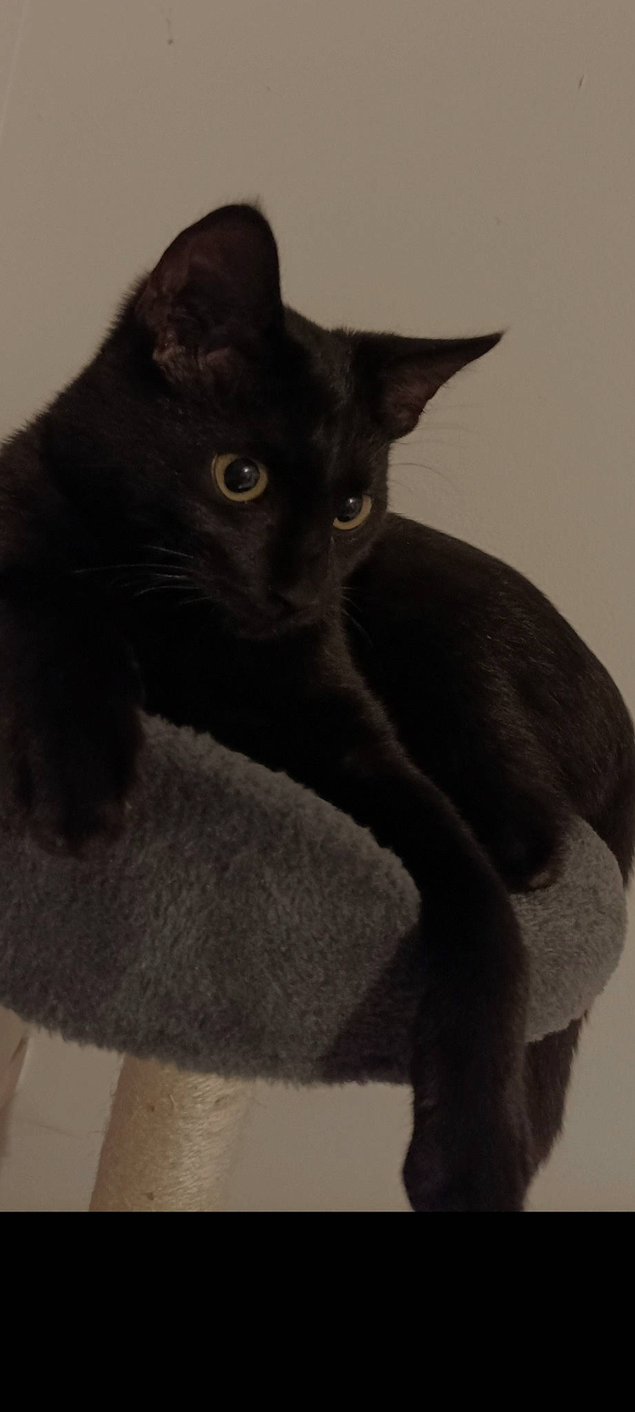 Noiro a rejoint le concours — aidez-le/la à gagner de superbes lots ! black_cat, carnivore, cat, domestic_short_haired_cat, felidae, fur, grey, havana_brown, monochrome_photography, small_to_medium_sized_cats, snout, tail, whiskers, window