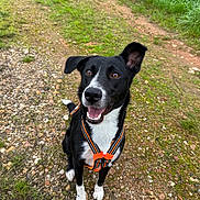 Lexa participe au concours pour gagner de l'argent avec cette photo : dog, black_and_white, orange_harness, outdoor, path, grass, rocks, happy, pet, canine, sitting, nature, ears, leash, smiling, alert, animal, friendly, walking, daylight