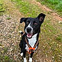dog, black_and_white, orange_harness, outdoor, path, grass, rocks, happy, pet, canine, sitting, nature, ears, leash, smiling, alert, animal, friendly, walking, daylight