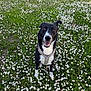 dog, black_and_white, daisy, flower_field, grass, outdoor, happy, pet, canine, nature, spring, greenery, flora, animal, sitting, leash, collar, close_up, daylight, playful