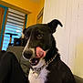 dog, black_and_white, tongue_out, chain_collar, indoor, couch, person, relaxed, window, yellow_wall, home, pet, animal, tongue, snout, ears_up, fur, face, companion, living_room