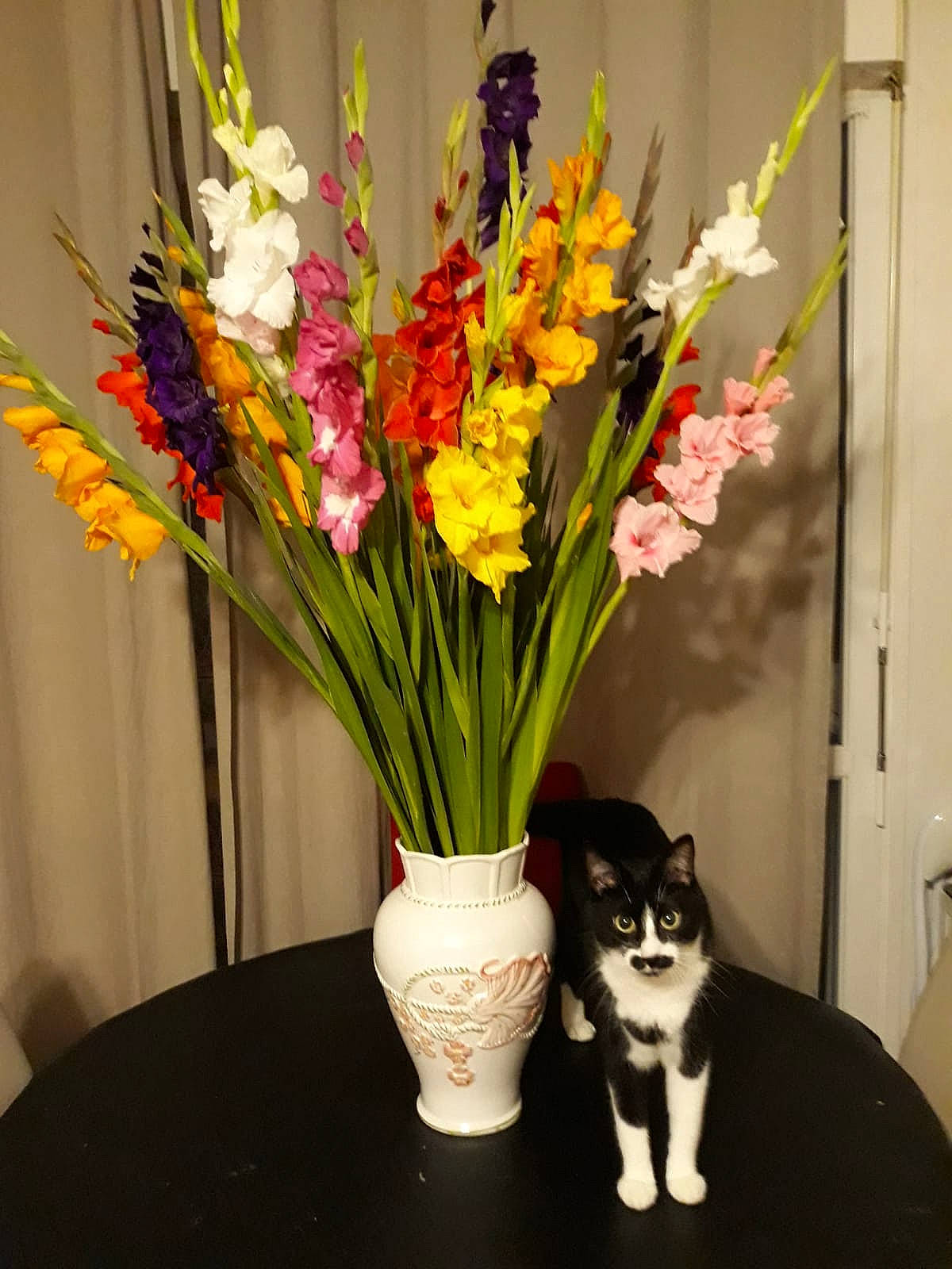 Cookie a rejoint le concours — aidez-le/la à gagner de superbes lots ! artificial_flower, bouquet, cat, cut_flowers, felidae, floral_design, floristry, flower, flower_arranging, flowering_plant, gladiolus, ikebana, iris, iris_family, narcissus, plant, small_to_medium_sized_cats, vase, whiskers, yellow