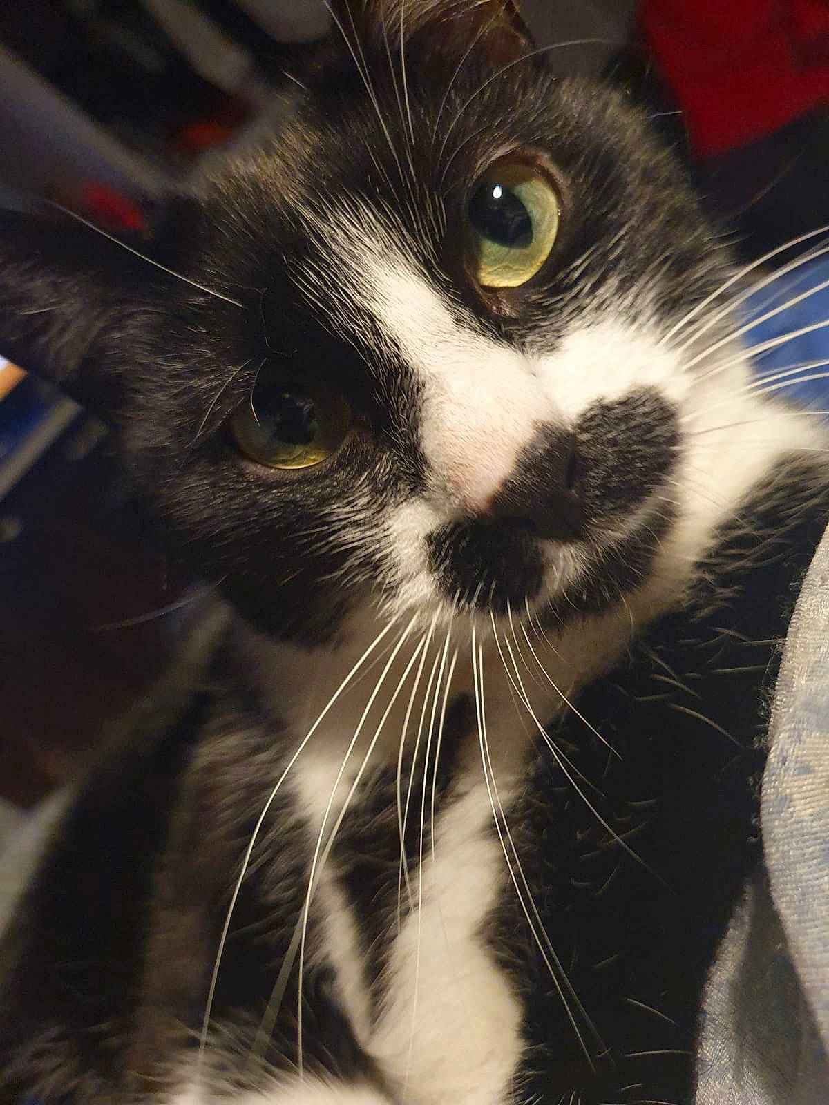 Cookie a rejoint le concours — aidez-le/la à gagner de superbes lots ! american_wirehair, black_and_white, carnivore, cat, close_up, domestic_short_haired_cat, european_shorthair, eye, felidae, fur, kitten, nose, small_to_medium_sized_cats, snout, whiskers