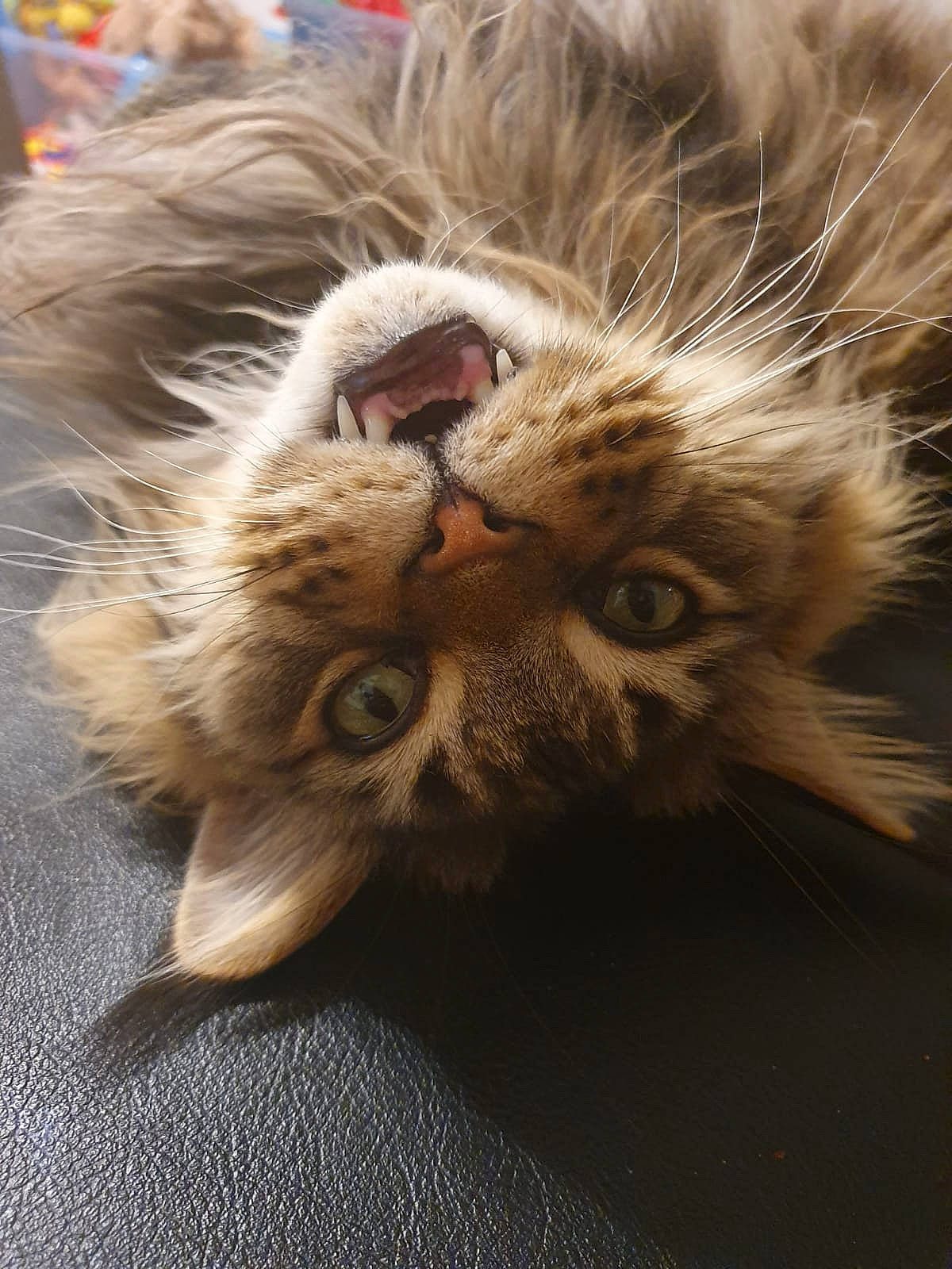 Lipton participe au concours pour gagner de l'argent avec cette photo : american_curl, carnivore, cat, claw, close_up, ear, fawn, felidae, fur, kitten, maine_coon, norwegian_forest_cat, nose, paw, pixie_bob, small_to_medium_sized_cats, snout, tabby_cat, whiskers