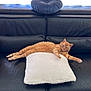 Tigrou participe au concours pour gagner de l'argent avec cette photo : cat, orange_cat, tabby, couch, leather_couch, pillow, white_pillow, stretching, relaxed, indoor, curtains, window_light, floor_tiles, pet, animal, feline, resting, home_interior, cozy, comfortable