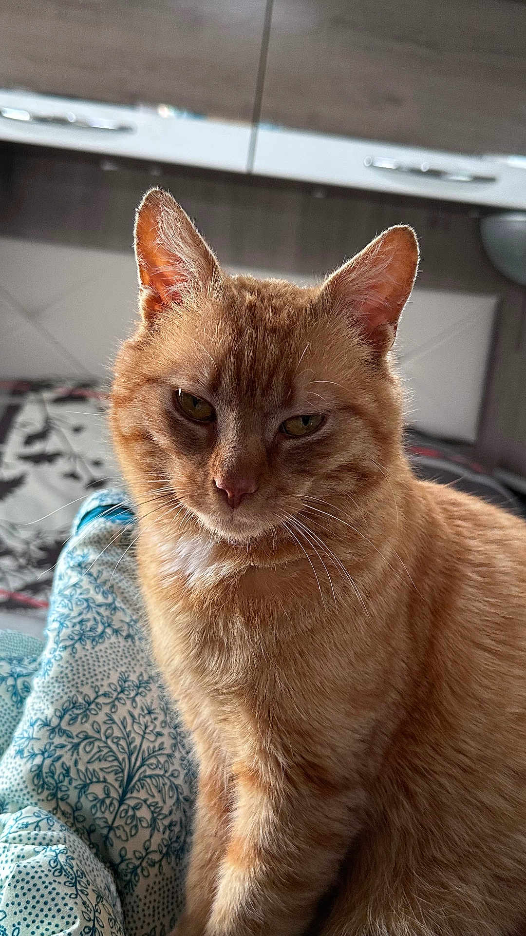 Tigrou a rejoint le concours — aidez-le/la à gagner de superbes lots ! cat, ginger_cat, indoor, pet, feline, animal, closeup, whiskers, ears, fur, bed, blanket, pattern, comfort, cute, domestic_cat, portrait, relaxed, eyes, muzzle